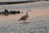 Yellow-legged Gull at Two Tree Island (Steve Arlow) (83227 bytes)
